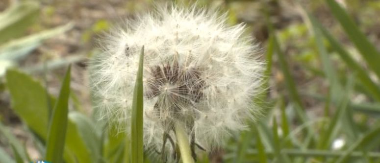 芜湖小区有哪些(芜湖小区有哪些名字后面有花园的)