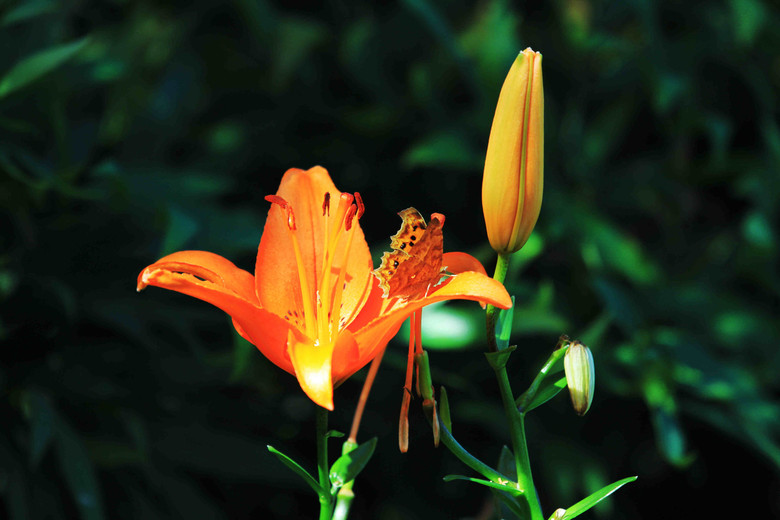 黑百合花语(花语是压抑绝望的花)